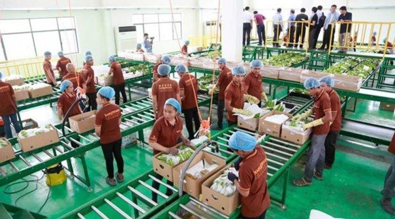 Trung Quốc gom mua gần hết một loại đặc sản, nhiều người dân Campuchia đổi đời, rủng rỉnh tiền mua đất