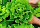 Tin vui cho những người thích ăn rau xà lách!