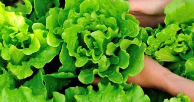 Tin vui cho những người thích ăn rau xà lách!