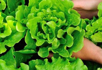 Tin vui cho những người thích ăn rau xà lách!
