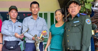 Thả rùa núi vàng và trăn gấm về tự nhiên ở Cù Lao Chàm