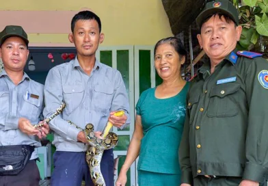 Thả rùa núi vàng và trăn gấm về tự nhiên ở Cù Lao Chàm